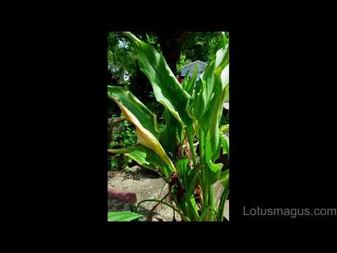 Video: Cala Lily Turning Yellow - Cum să tratezi frunzele galbene de la Calla Lilies