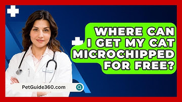 Where Can I Get My Cat Microchipped For Free? - PetGuide360.com