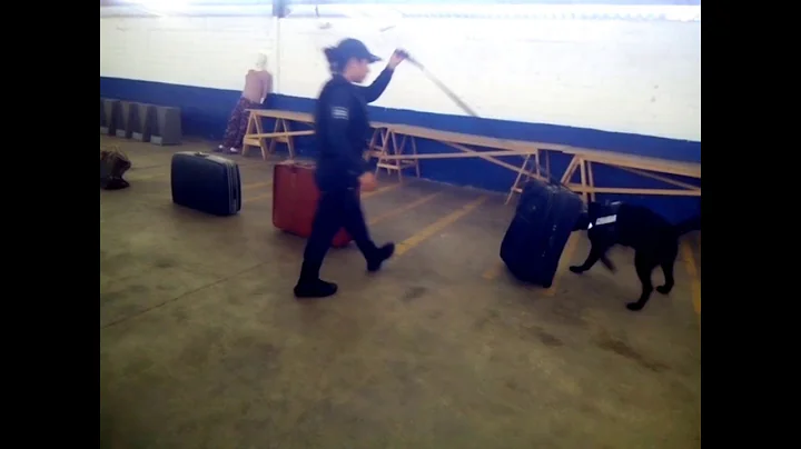 Entrenan perros detectores de drogas y armas en Puebla