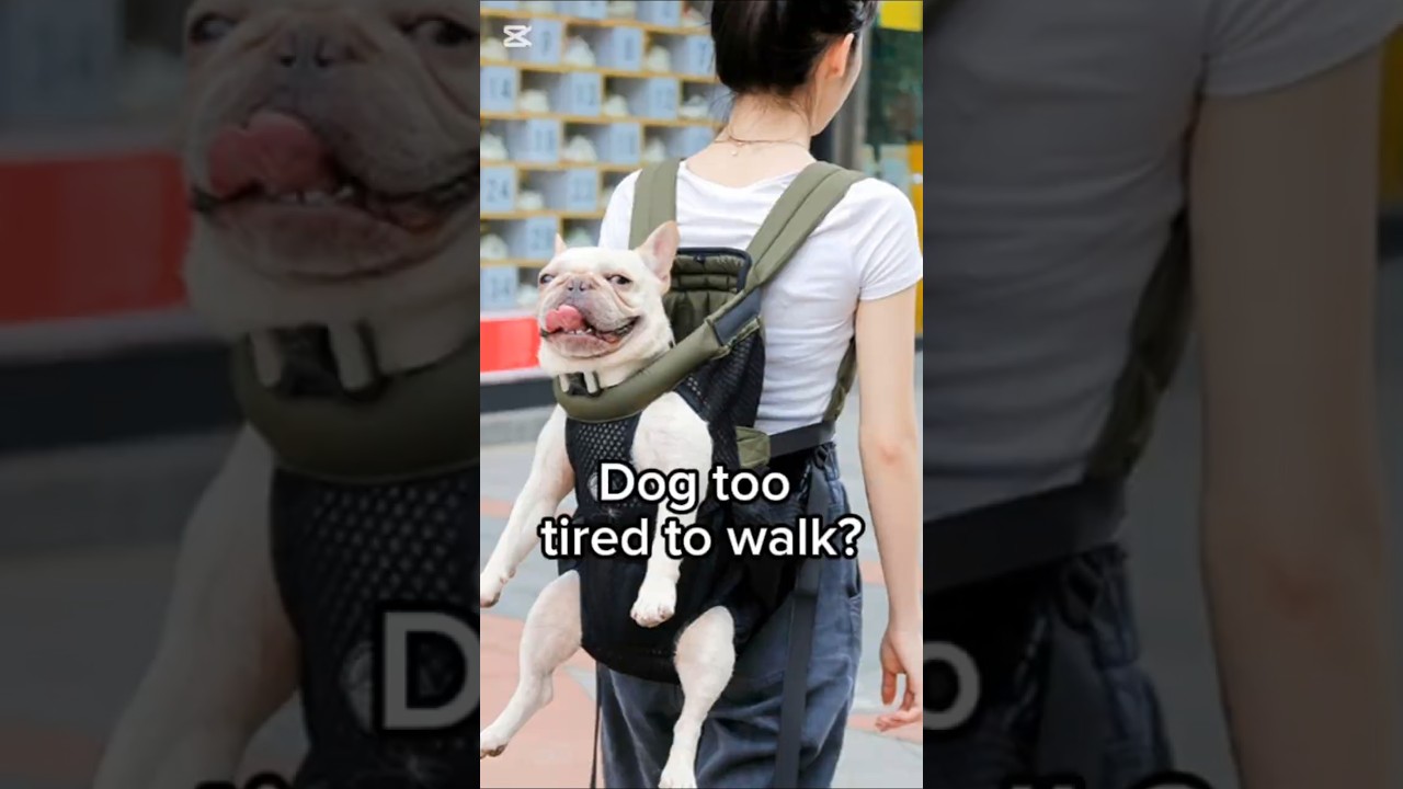 Dog Carrier Backpack Review  L Size Fit & Hiking Friendly