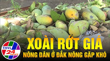 Nông dân ở Đắk Nông gặp khó vì xoài rớt giá