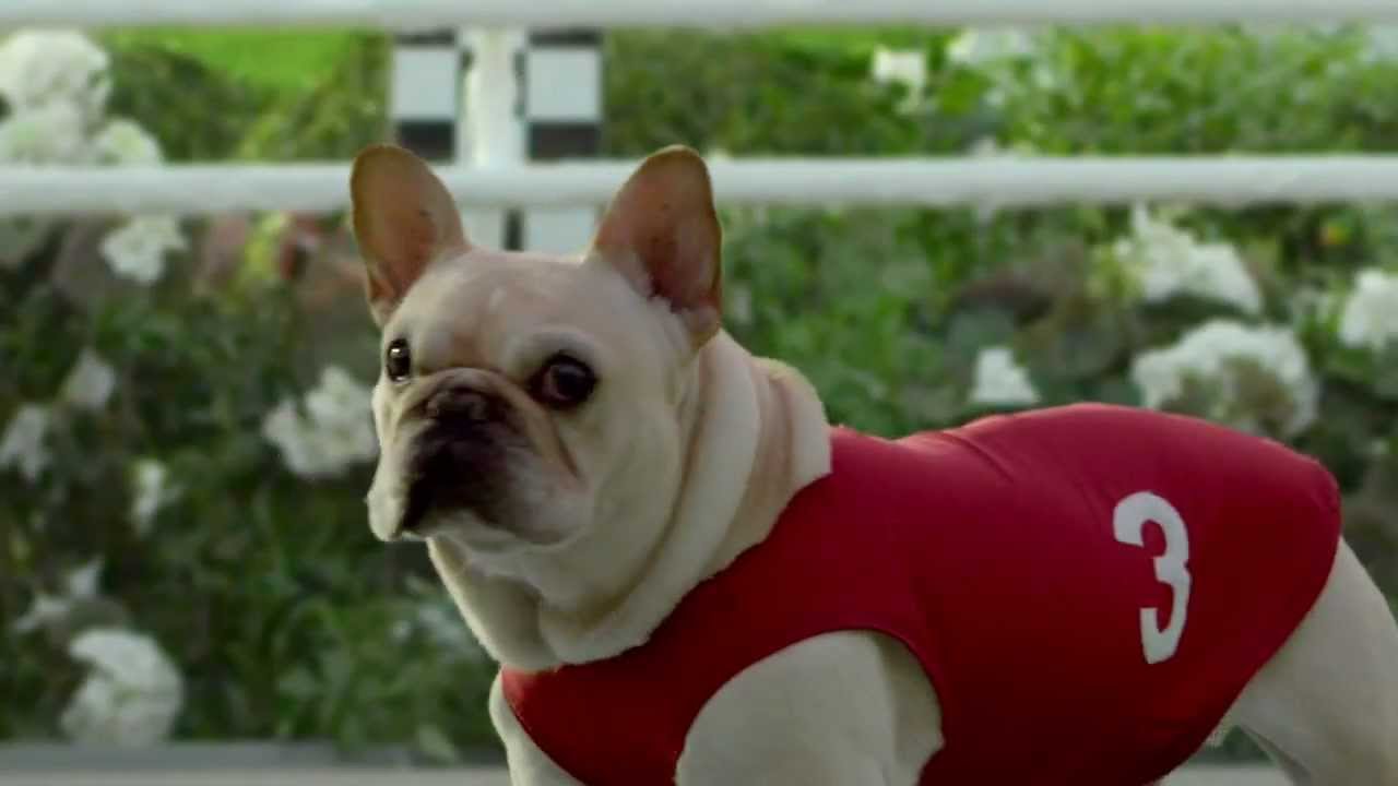 skechers go run dog commercial