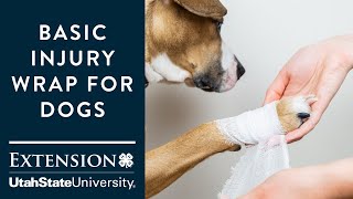 Basic Injury Wrap for Dogs