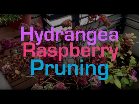 Garden Project - pruning/trimming hydrangea and raspberry