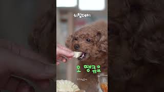 치팅데이