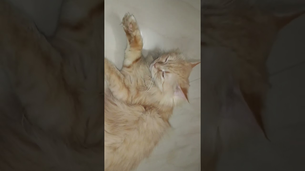 Catitude is everything 