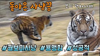 ☆돌아온 사냥꿍과 꿩보미☆ 오랫만에 함께 나온날.. Famous Tiger in Korea, cat tiger #태범 #무궁 #백두대간호랑이