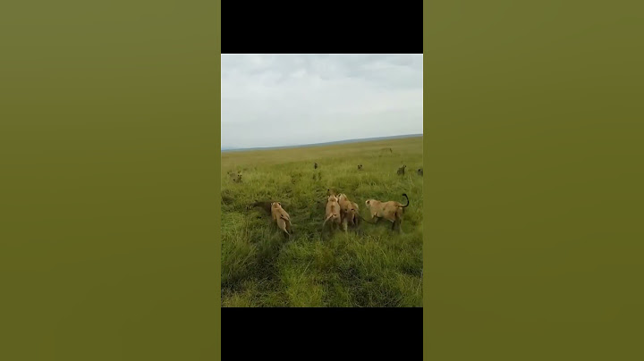 Lioness Surrounded by Hyenas: A Dramatic Rescue by Her Pride