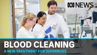 Experimental blood cleaning paves the way to fight superbugs | ABC News