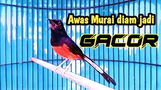 Download Lagu PANCINGAN MURAI BATU NEMBAK ISIAN, SEKALI DENGAR MURAI APAPUN LANGSUNG EMOSI CEPAT BONGKAR ISIAN MP3 Download Lagu PANCINGAN MURAI BATU NEMBAK ISIAN, SEKALI DENGAR MURAI APAPUN LANGSUNG EMOSI CEPAT BONGKAR ISIAN MP3