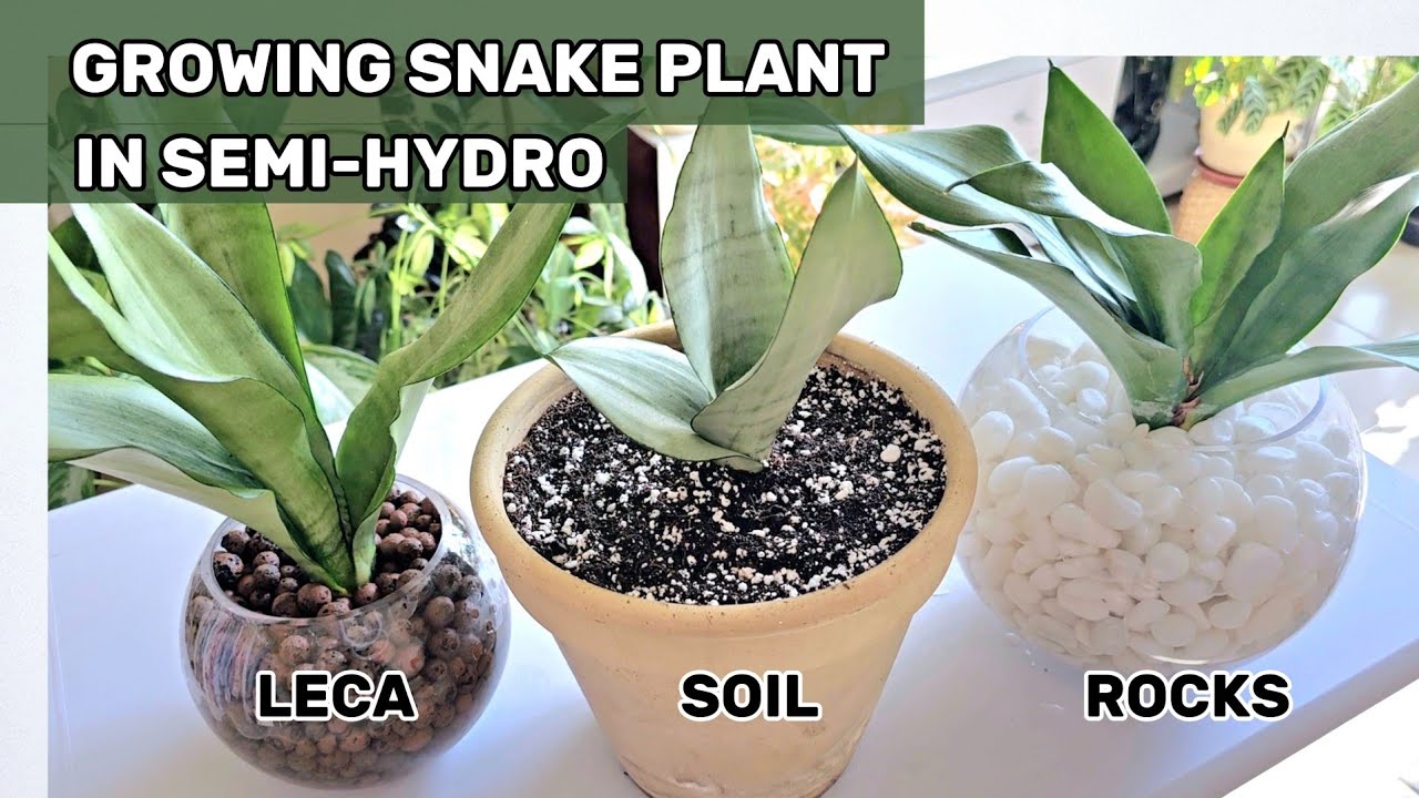 Growing Snake Plants in Water | Moonshine Snake Plants