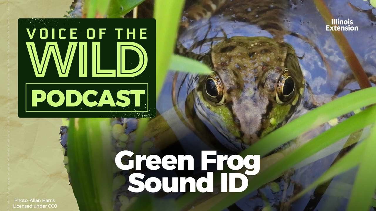 Episode 61: Green Frog – Voice of the Wild - YouTube
