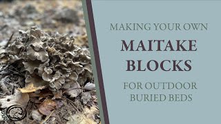 Making Maitake Blocks For Outdoor Cultivation