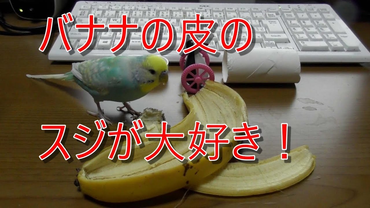インコと文鳥 バナナのスジが大好き 貪りすぎる Youtube インコと文鳥 バナナのスジが大好き 貪りすぎる Youtube