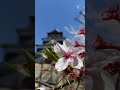 Hiroshima 🏯 Castle with Sakura 🌸 Blossoms