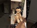 見てはいけないものを見てしまった... #犬 #ホラー #ちわぷー #本当にあった怖い話 #幽霊 #ペット #いやし #トイプードル #チワワ #心霊現象