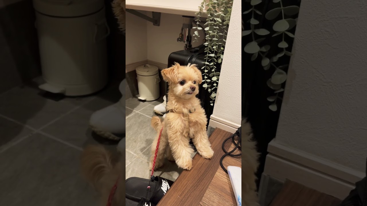 見てはいけないものを見てしまった... #犬 #ホラー #ちわぷー #本当にあった怖い話 #幽霊 #ペット #いやし #トイプードル #チワワ #心霊現象