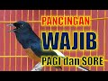 Pancingan pagi hari 99 ampuh bikin murai batu gacor dg  murai batu isian kenaricililinlovbird