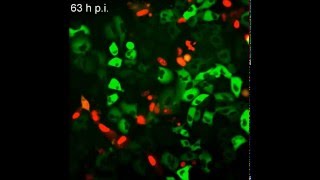 Live Cell Analysis and Mathematical Modeling Identify Determinants of Attenuation of Dengue Virus