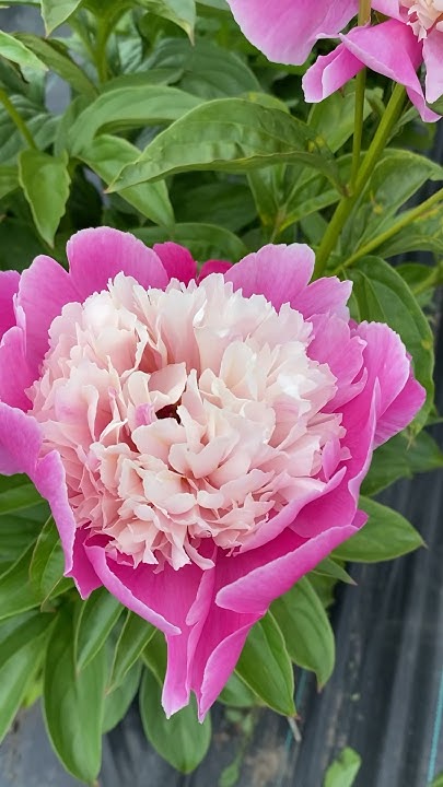 Пион Cora Stubbs #пионы #пионкорастаббс #peony #corastubbs #красивые ...