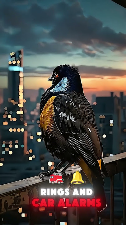 Burung Bicara Gila! Burung Beo & Jalak Meniru Suara Manusia & Teknologi #edukasi #viral #shorts