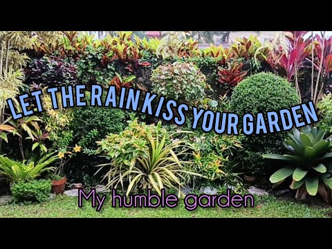 SATISFYING SOUND OF RAIN| LET THE RAIN KISS YOUR GARDEN| MEET MY HUMBLE GARDEN🪴 #asmr