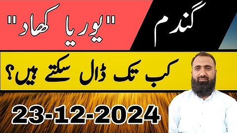 Last application of Urea Fertilizer in Wheat Crop|| Bilal Kanju Official