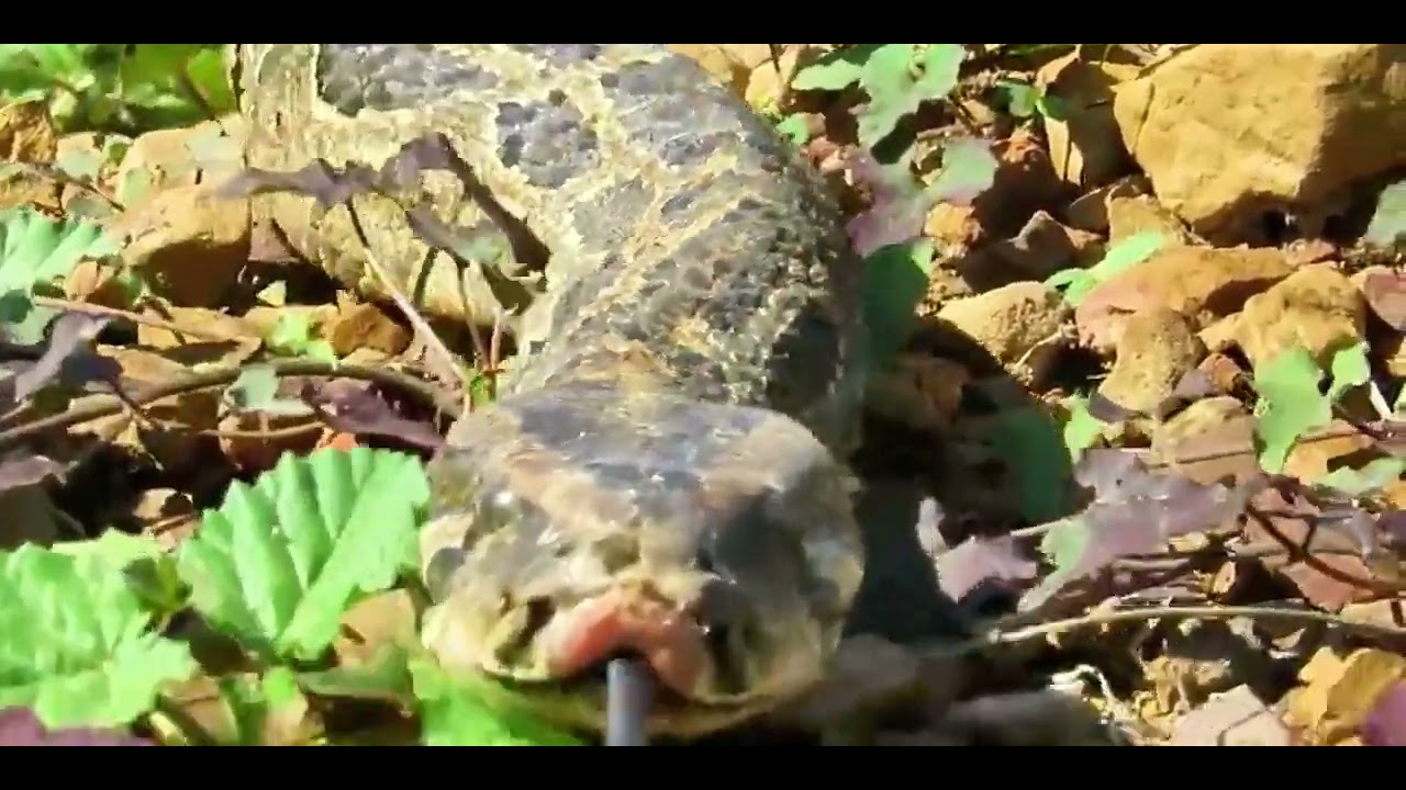Wild Python Attacks Duck Nest – Shocking Nature Footage!
