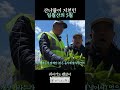 산나물이 지천인 일월산의 5월