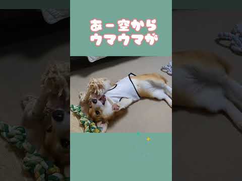 ゴロゴロ～しながらコーギーが考えてそうなこと  #パピー #犬 #shorts