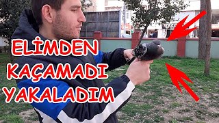 Yabani Güvercin Arasında Kaçak Avare Çakmaklı Mardin Taklacı Kuş Yakaladım.