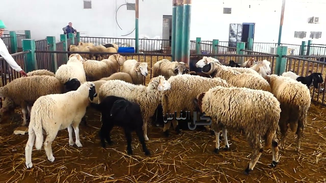 العام هذا الكمية متاع العلوش موش كافية للتوانسة ، الأعداء المستانسة نشفوها ناقصة ،#تونس #2025 #علوش