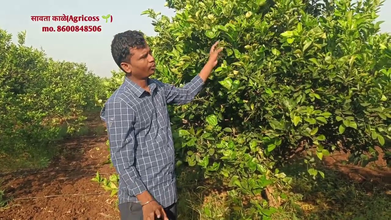 मोसंबी बागेला ताण देणे म्हणजे नेमके काय करणे.