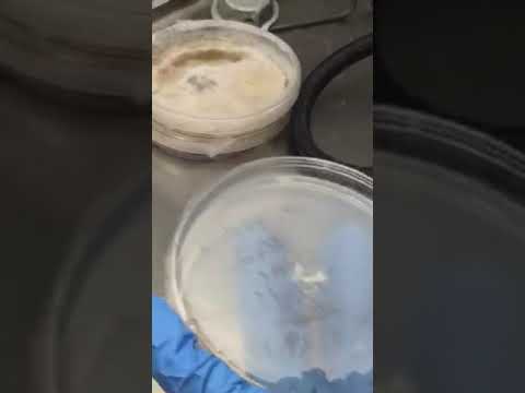 How To Culture Petri Dishes