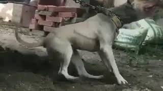 Hunter America Pitbull