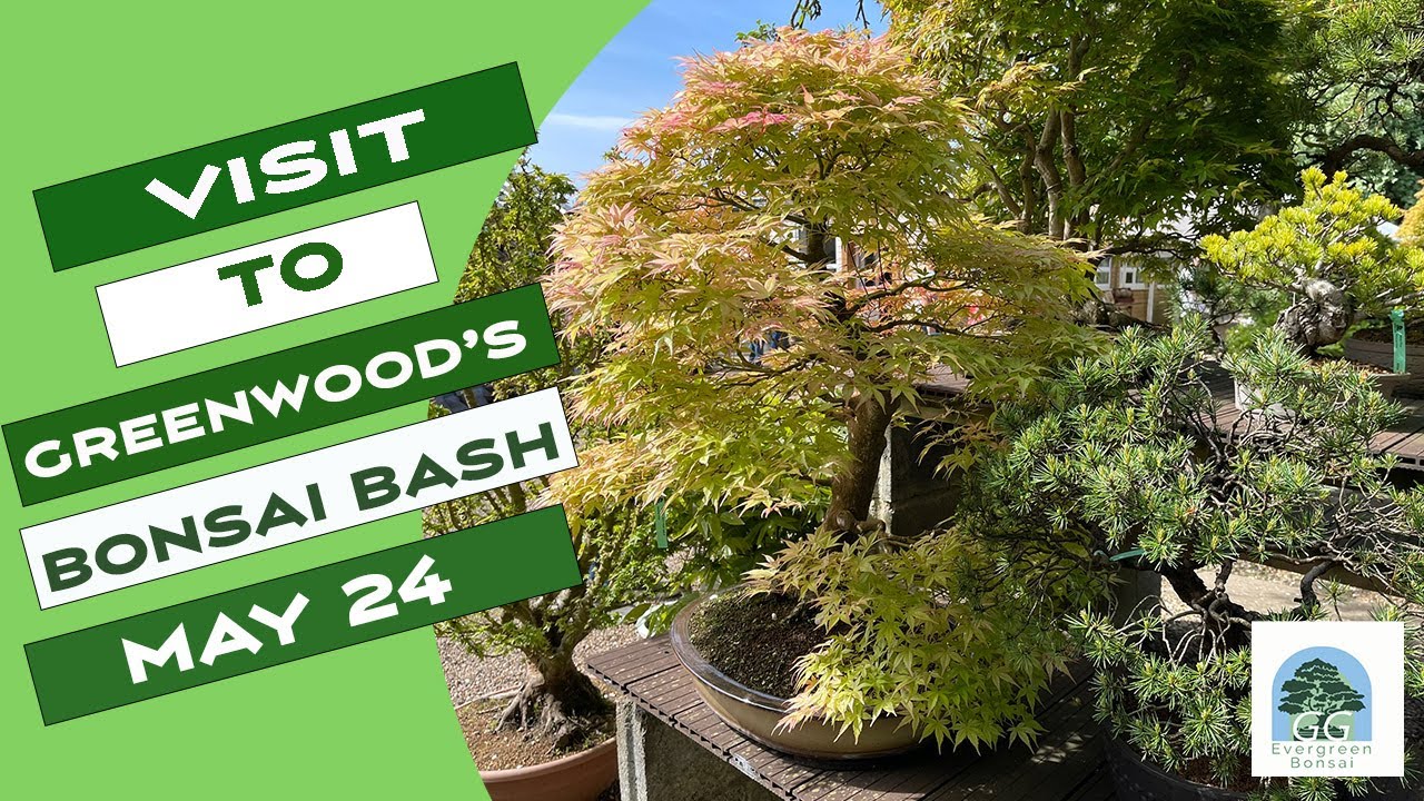 Visit to Greenwood's Bonsai Bash May 2024