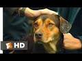 A Dog&#39;s Way Home (2018) - Standing Up to the Dogcatcher Scene (10/10) | Movieclips