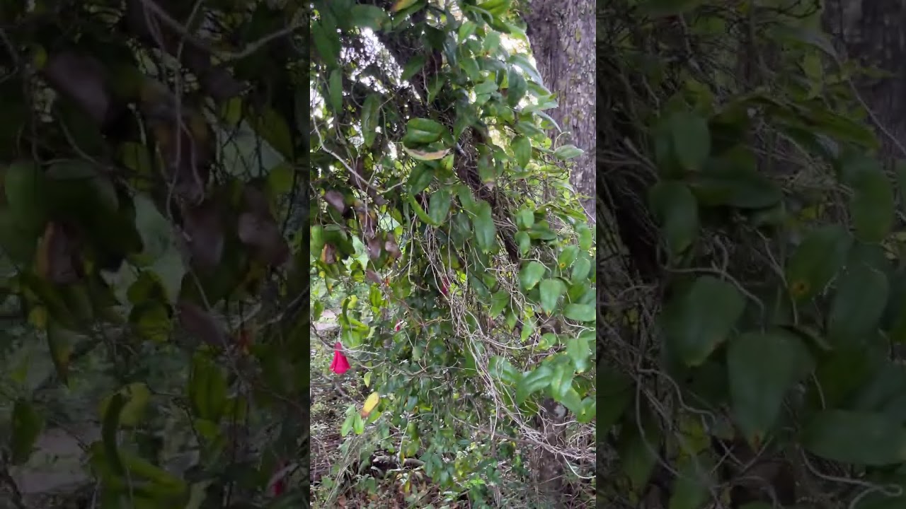 Copihues del bosque #turismochile #pucon #vacaciones #villarrica 