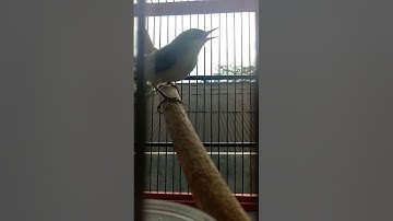 SUARA PIKAT DAN MASTERAN RAMBATAN PARUH MERAH GACOR NGEROLL PANJANG