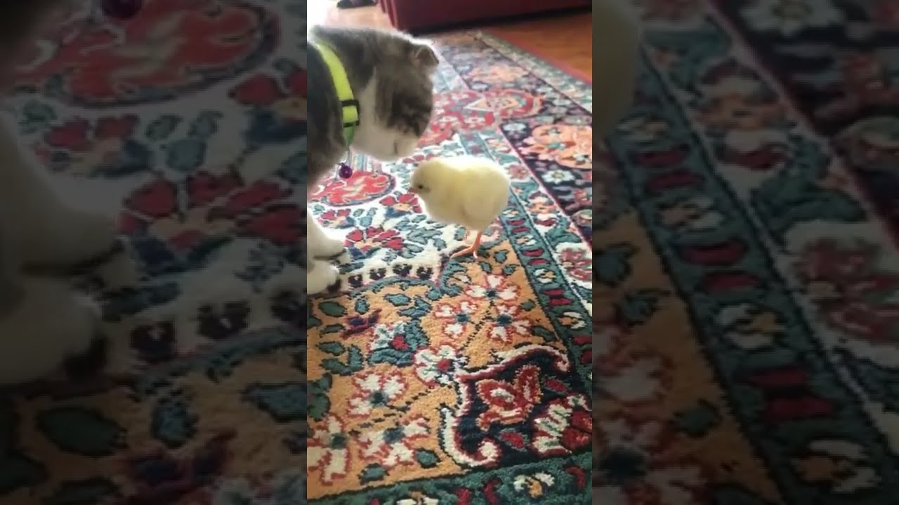 Kedimiz Civcivi Seviyor 2 Bir Kedi Gördüm Sanki. Evet Evet Bir Kedi