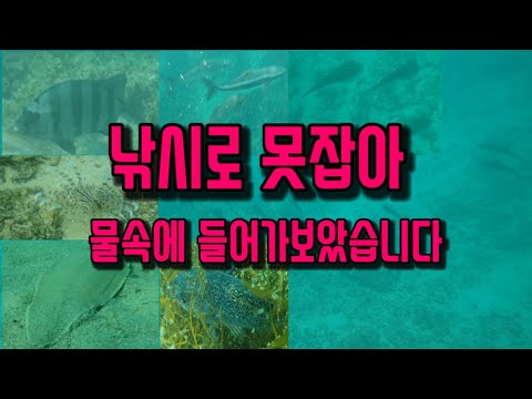 2024년 8월 수중영상 물고기가 이렇게 많았습니다