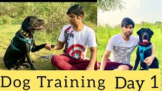 Labrador Dog Training | 6 Basic Commands training | Flash
