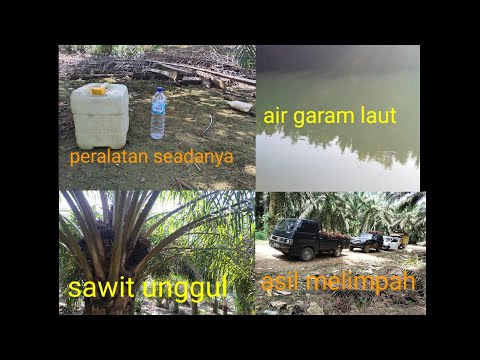 Video: Apakah pohon kelapa membutuhkan air asin?