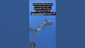 Epic shark diving this past weekend 🤩 #oneoceandiving #sharks #savesharks #a