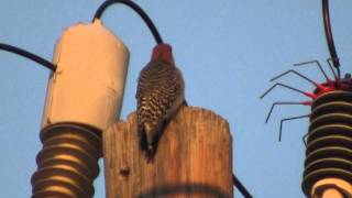 Woodpecker has a bad day Resimi