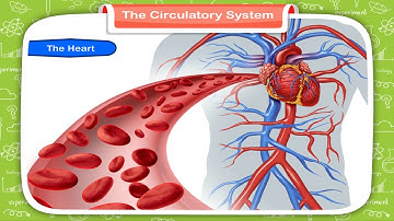 The Circulatory System class-5
