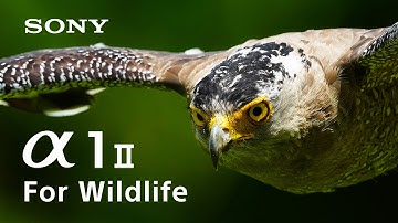 Wildlife. Redefined by α1 II | Unrivaled Precision in Motion | Sony | α
