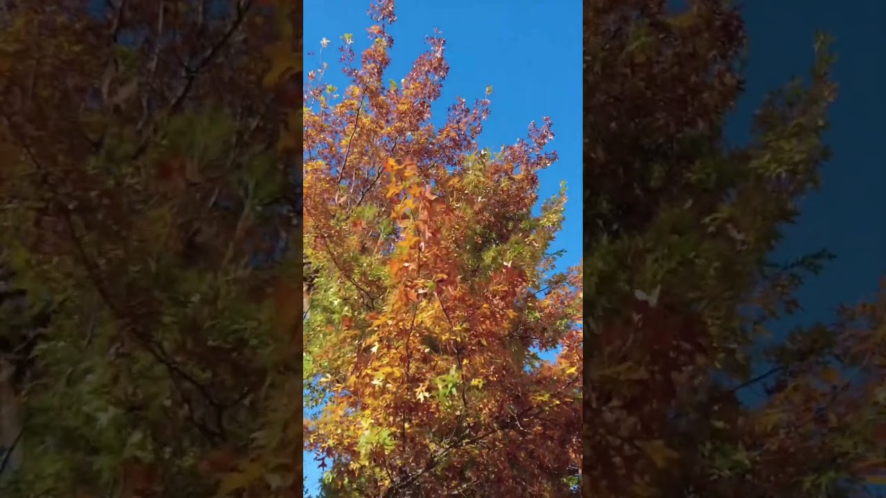 Why people rush to Macedon ranges these days!