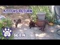 Kittens Return And Fawns Want Breakfast S6 E14 Lucky Ferals Cat Videos - Feral Kittens