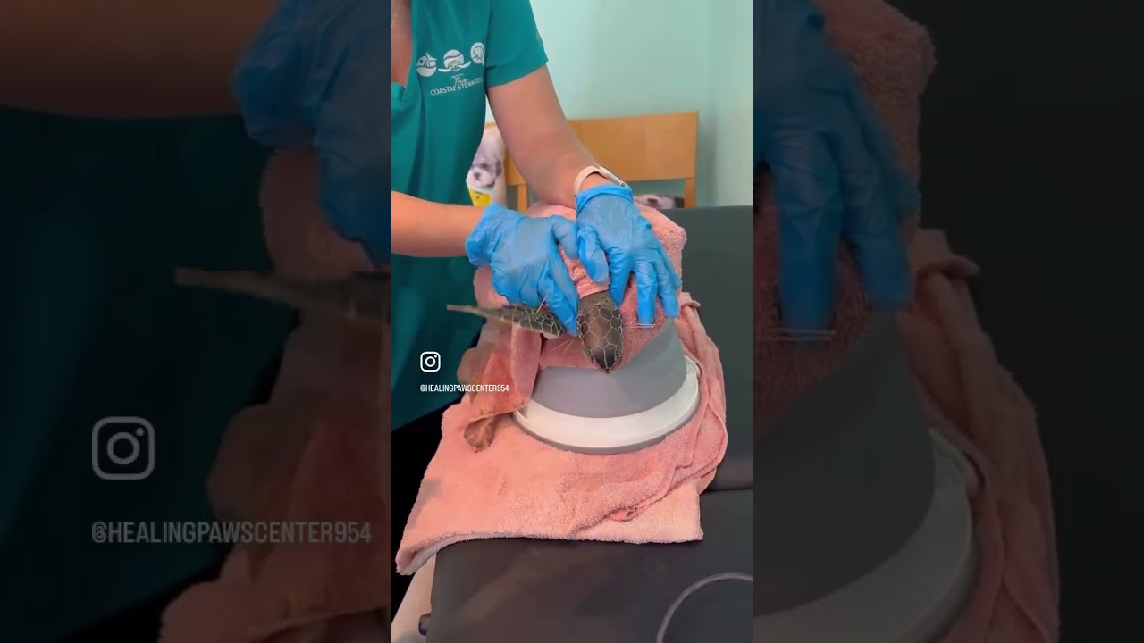 A Shell, A Smile, A Second Chance - Acupuncture on a Sea Turtle 